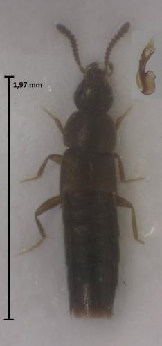 Oxypoda collinsi